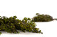 Preserved Heather - Bunch - Green 6