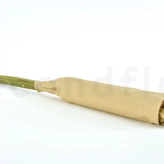 Preserved Pampa Grass