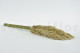 Preserved Pampa Grass - Ivory 6