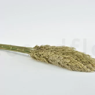 Preserved Pampa Grass