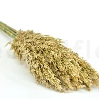 Preserved Pampa Grass