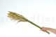 Preserved Pampa Grass 4