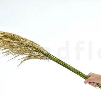 Preserved Pampa Grass