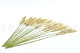 Preserved Pampa Grass 5