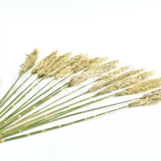 Preserved Pampa Grass