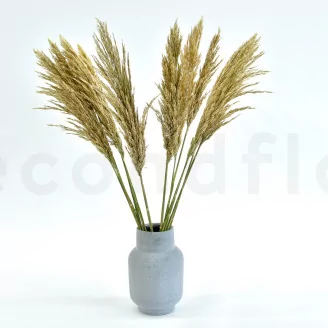 Preserved Pampa Grass