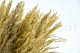 Preserved Pampa Grass 2
