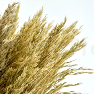 Preserved Pampa Grass