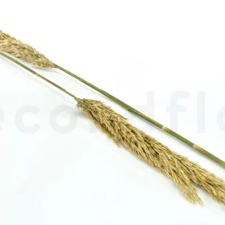 Preserved Pampa Grass