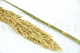 Preserved Pampa Grass 8