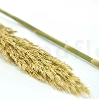 Preserved Pampa Grass