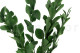 Preserved Ruscus - 6 Units - Green 2