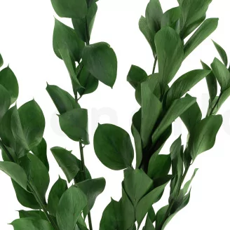 Preserved Ruscus (set of 6)
