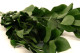 Preserved Ruscus (set of 6) 6