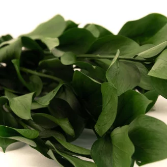 Preserved Ruscus (set of 6)