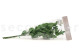 Preserved Ruscus (set of 6) 9