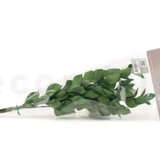 Preserved Ruscus (set of 6)
