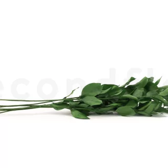 Preserved Ruscus (set of 6)