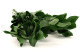 Preserved Ruscus - 6 Units - Green 8