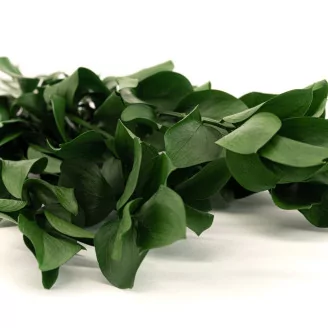 Preserved Ruscus (set of 6)