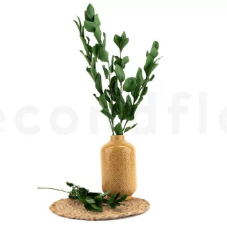 Preserved Ruscus (set of 6)