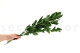 Preserved Ruscus (set of 6) 3