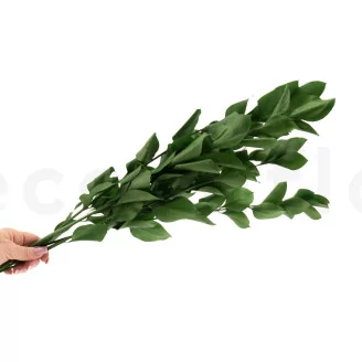 Preserved Ruscus (set of 6)