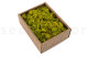 Preserved Reindeer Moss - Creabox S - Lime Green 4