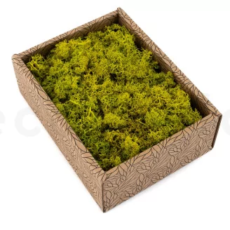 Preserved Reindeer Moss Lime Green (Creabox S)