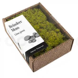 Preserved Reindeer Moss Lime Green (Creabox S)