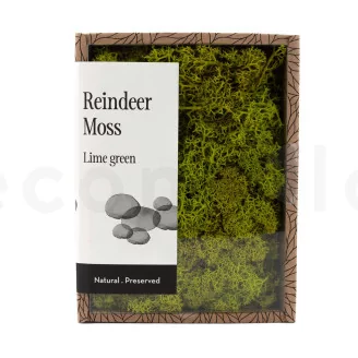 Preserved Reindeer Moss Lime Green (Creabox S)