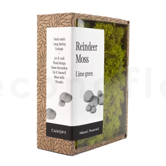 Preserved Reindeer Moss Lime Green (Creabox S)