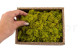 Preserved Reindeer Moss - Creabox S - Lime Green 5