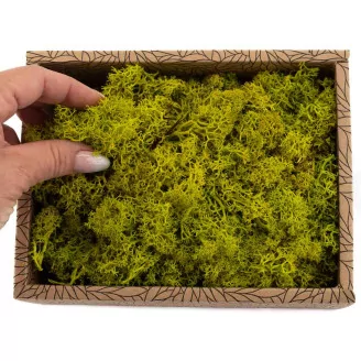 Preserved Reindeer Moss Lime Green (Creabox S)