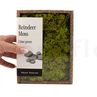 Preserved Reindeer Moss Lime Green (Creabox S)