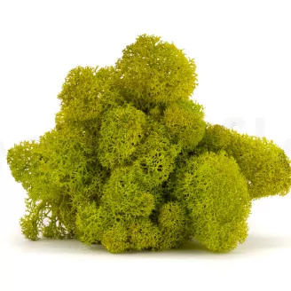 Preserved Reindeer Moss Lime Green (Creabox S)