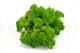 Preserved Reindeer Moss - Creabox S - Light Green 3