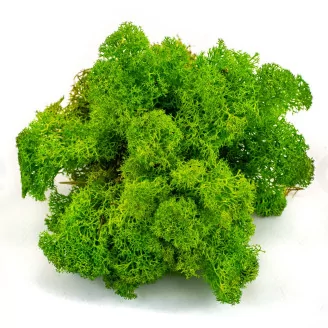 Preserved Reindeer Moss Light Green (Creabox S)