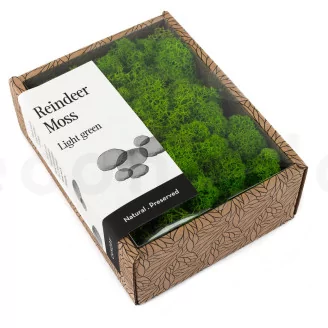 Preserved Reindeer Moss Light Green (Creabox S)