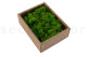 Preserved Reindeer Moss Light Green (Creabox S) 4