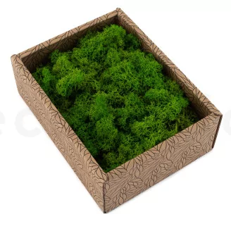 Preserved Reindeer Moss Light Green (Creabox S)