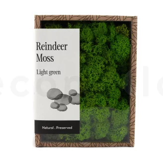 Preserved Reindeer Moss Light Green (Creabox S)