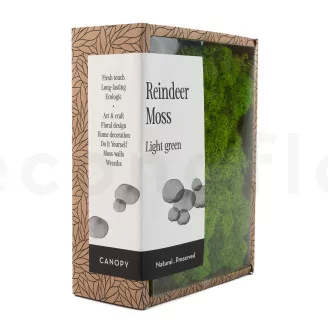 Preserved Reindeer Moss Light Green (Creabox S)