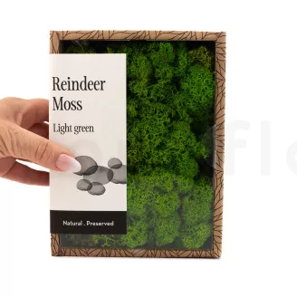 Preserved Reindeer Moss Light Green (Creabox S)