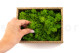 Preserved Reindeer Moss Light Green (Creabox S) 5
