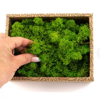Preserved Reindeer Moss Light Green (Creabox S)