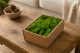 Preserved Reindeer Moss Light Green (Creabox S) 1