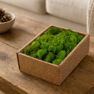 Preserved Reindeer Moss Light Green (Creabox S)