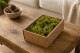 Preserved Reindeer Moss - Creabox S - Medium Green 1