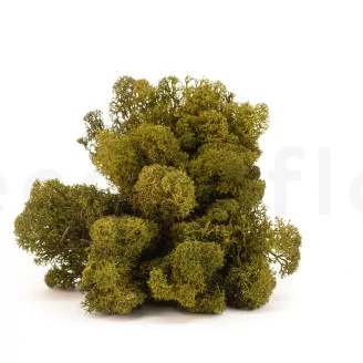 Preserved Reindeer Moss Medium Green (Creabox S)